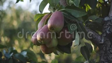 在日落时分，把梨子的多汁果实洒在果园里的梨树枝上。